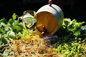 uvas para vinho passas e folhas de vinho na terra velha ao lado de hamburgo foto