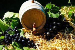 uvas para vinho passas e folhas de vinho na terra velha ao lado de hamburgo foto