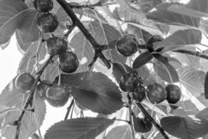 fotografia sobre o tema lindo ramo de frutas cerejeira foto