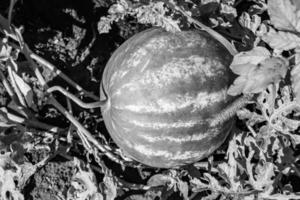 fotografia sobre o tema linda melancia de frutas pequenas foto