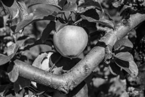 fotografia sobre o tema lindo ramo de frutas macieira foto