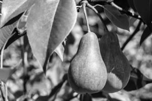 fotografia sobre o tema lindo ramo de frutas pereira foto