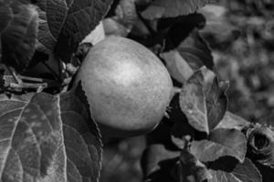 fotografia sobre o tema lindo ramo de frutas macieira foto