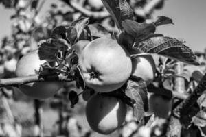 fotografia sobre o tema lindo ramo de frutas macieira foto