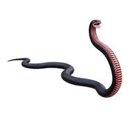 ilustração 3d de cobra preta de barriga vermelha foto