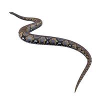 ilustração 3d de python reticulado foto