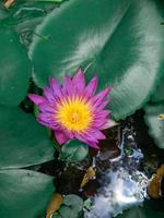 um tiro próximo da bela flor de lótus roxa e amarela ou nenúfar com folha verde na lagoa