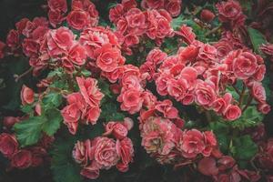 o grupo de flores de begônia uma das plantas de casa famosas para decoração de jardim. foto