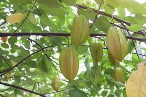 fruta de maçã estrela ou carambola na árvore no jardim em desfocar o fundo da natureza. foto