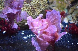 peixe rinopia rosa brilhante com outro foto