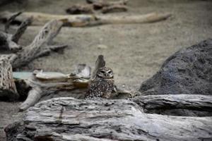 par de corujas olhando sobre tronco caído podre foto