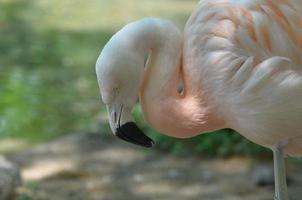 lindo pássaro flamingo chileno foto
