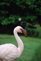 lindo pássaro flamingo menor de perto foto