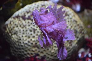 peixes de rinopias rosa incomuns nadando debaixo d'água foto