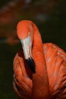 maior pássaro flamingo de perto foto