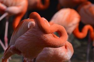 flamingo com a cabeça enterrada sob sua asa foto