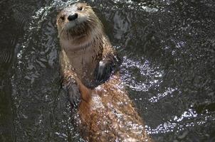 lontra de rio muito fofa flutuando de costas foto