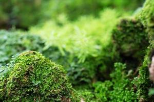 lindo musgo verde brilhante crescido cobre as pedras ásperas e no chão da floresta. mostrar com visualização macro. rochas cheias de textura de musgo na natureza para papel de parede. foto