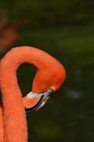 flamingo rosa coçando o pescoço foto