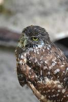 penas marrons escuras e brancas em uma coruja buraqueira foto