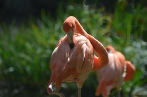 penas eriçadas de um flamingo americano foto