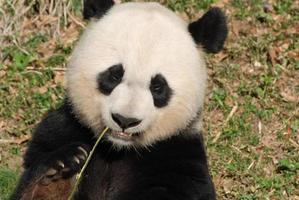 bambu saindo da boca de um urso panda gigante foto