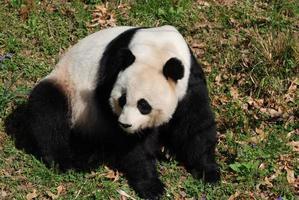 bonito panda gigante sentado e olhando para trás foto