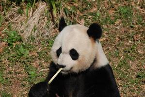 urso panda comendo brotos de bambu de perto e pessoal foto