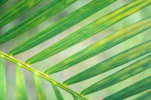 textura de folha verde impressionante abstrata, folhagem de folha tropical fundo verde natureza
