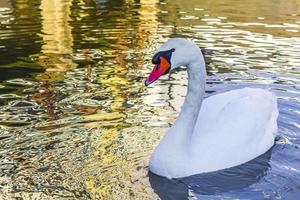 lindo lindo cisne branco no rio weser bremerhaven alemanha. foto