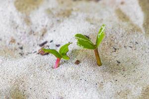 germinando plântulas sementes ipoméia cabras pé rastejante praia flower. foto