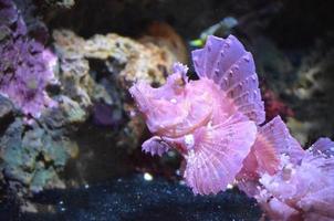 raros peixes de rinopias rosa nadando debaixo d'água foto