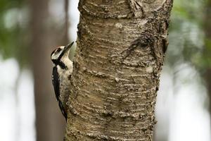 grande pica-pau manchado forrageando na floresta em uma árvore com fundo desfocado foto