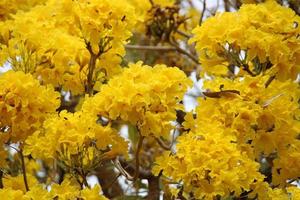 flores de tabebuia aurea. foto