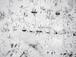 pegadas de pássaros na neve. um padrão de pegadas. superfície de cimento sob a neve foto
