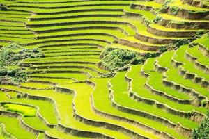 terraço de arroz foto