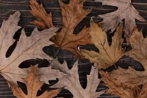 fundo de folhas secas e murchas de bordo de outono. copie o espaço. foto