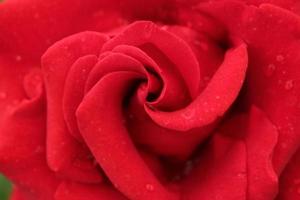 close-up de uma flor rosa, rosa, flor rosa, rosa vermelha, rosa rosa foto