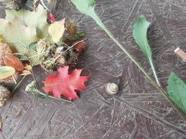 flores coloridas de outono estão sobre a mesa foto