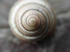 concha de caracol terrestre no jardim foto