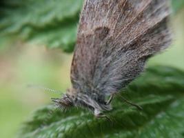 mariposa de borboleta noturna em uma folha verde foto