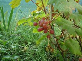 pendurando uvas maduras em um arbusto foto