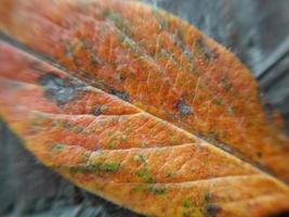 folhas de plantas coloridas depois da chuva foto