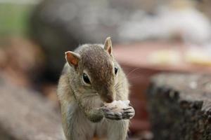 foto de esquilo com fome comendo alimentos