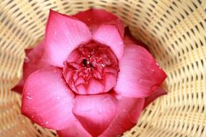 flor de lótus muito bonita em um belo vaso de vime. flor de lótus vista superior foto