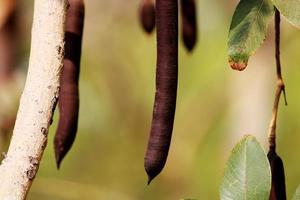 frutos de fístula de cássia. foto