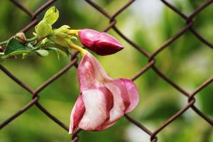 flores de allamanda blanchetii. foto