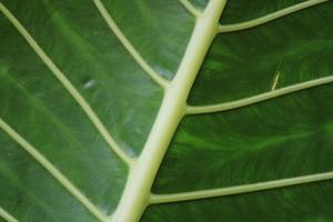 folha gigante de alocasia. foto