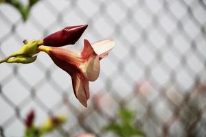 flores de allamanda blanchetii. foto