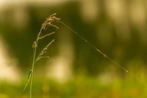 flor de grama no campo foto